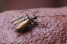 Scatopyrodes trichostethus (Bates 1879) resmi