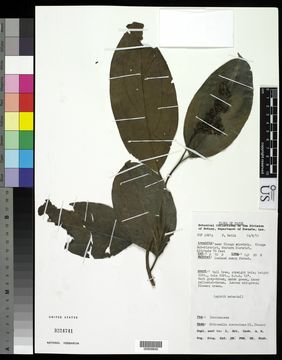 Image of <i>Citronella suaveolens</i> (Blume) R. A. Howard