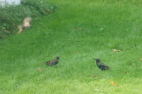 Sivun Sturnus vulgaris vulgaris Linnaeus 1758 kuva