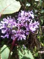 Image of Plectranthus vestitus Benth.