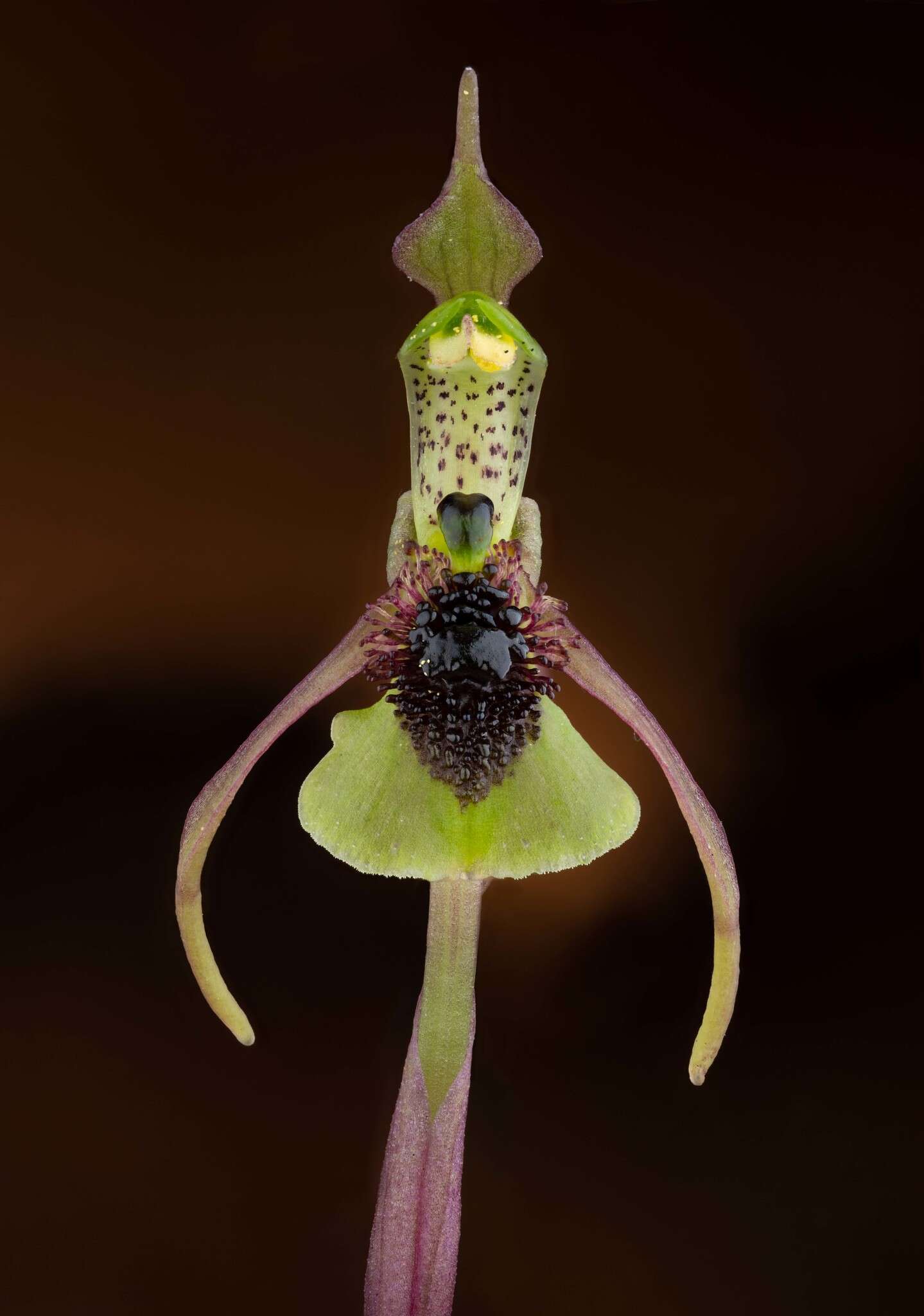 Imagem de Chiloglottis seminuda D. L. Jones