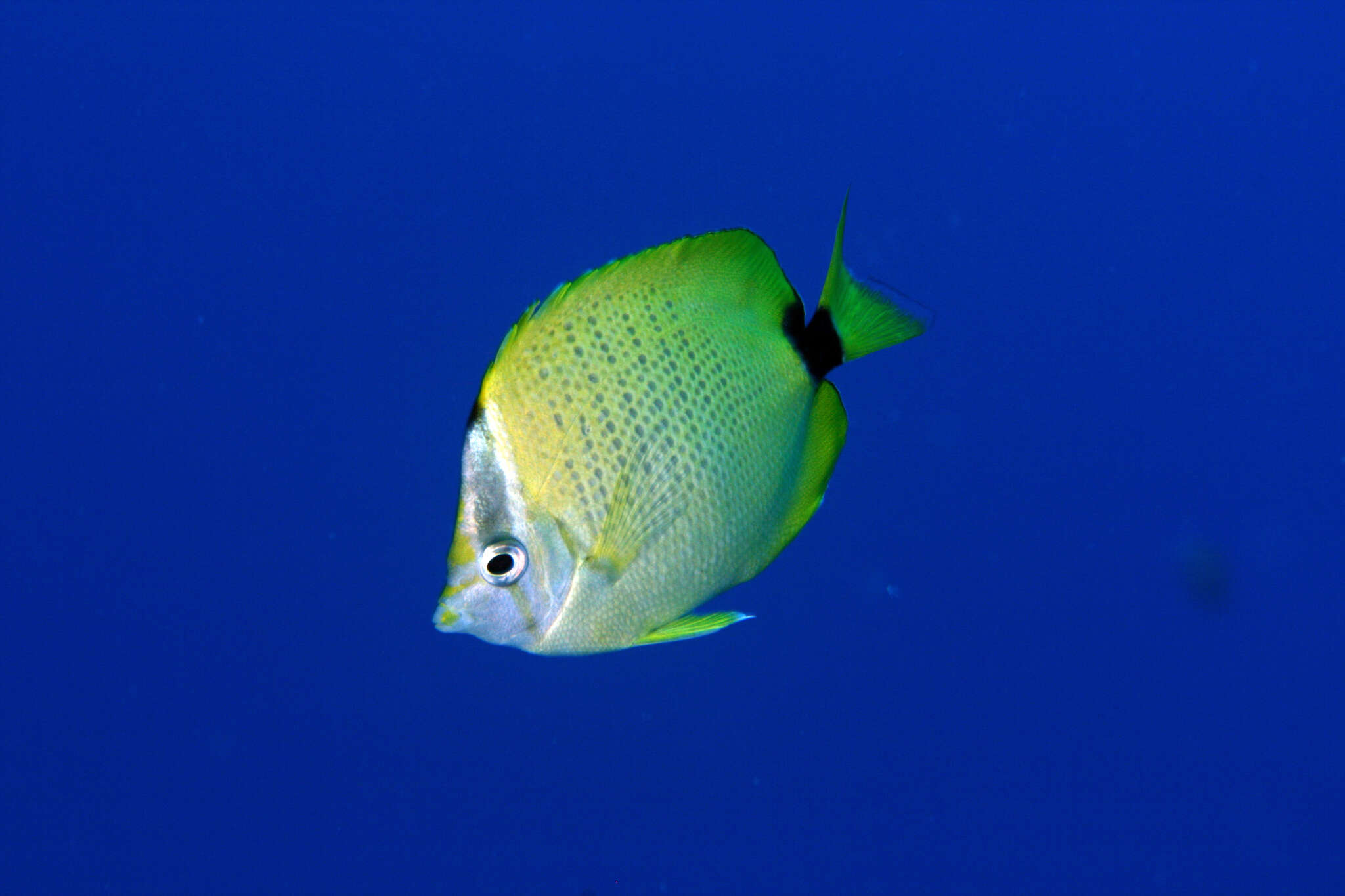 Image of Lemon Butterflyfish