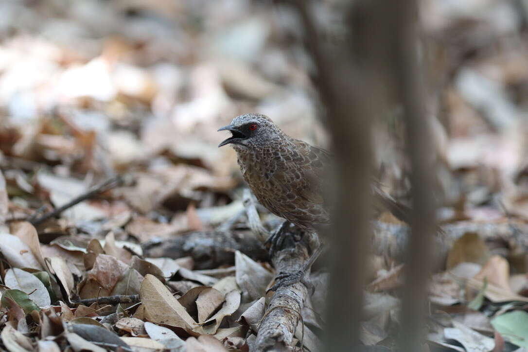 Image of Hartlaub's Babbler