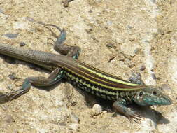 Image of Many-lined Whiptail