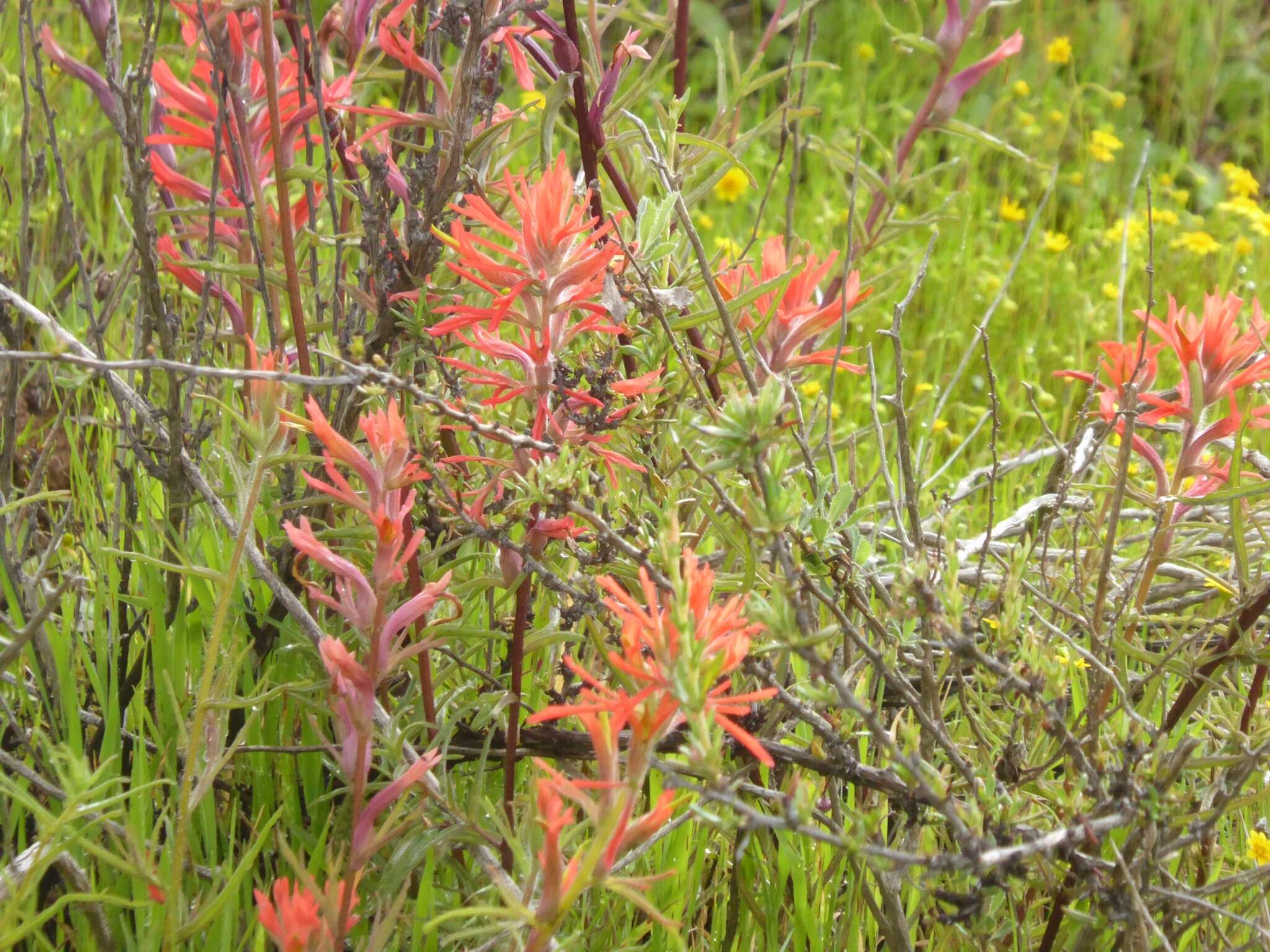 Image of coast Indian paintbrush