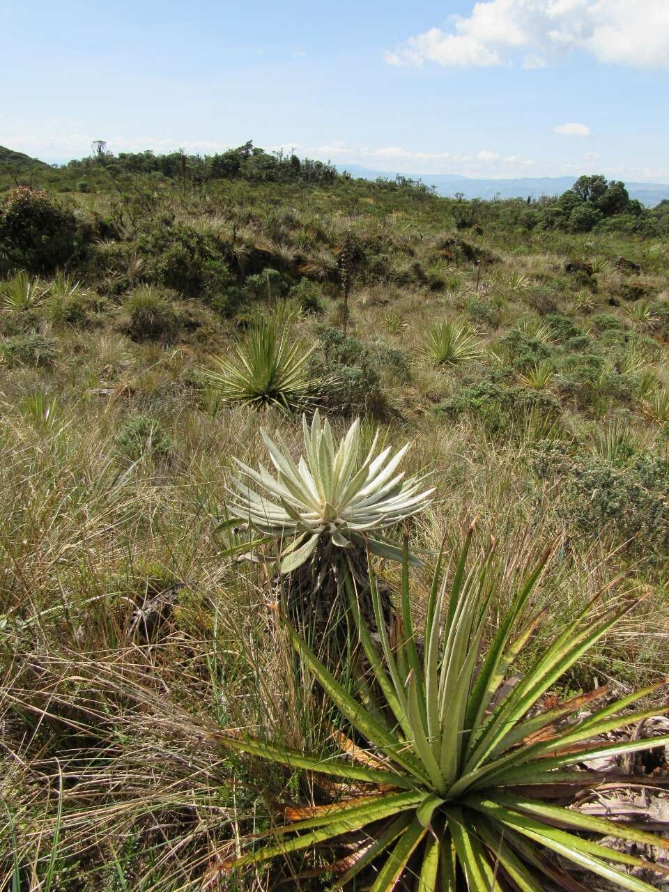 Puya goudotiana Mez的圖片