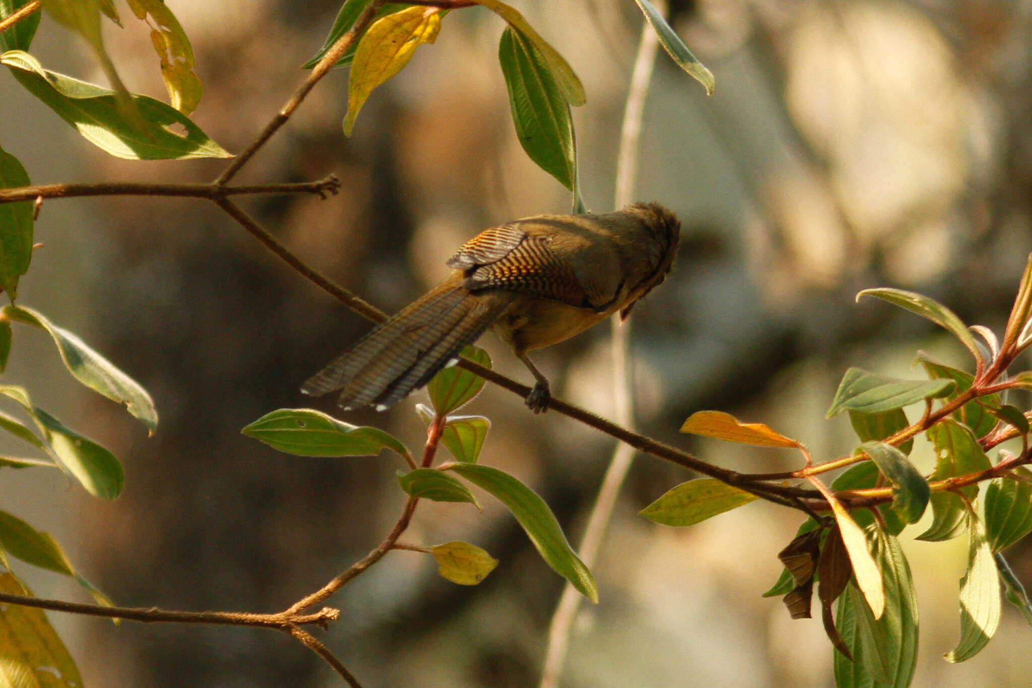 Image of Spectacled Barwing