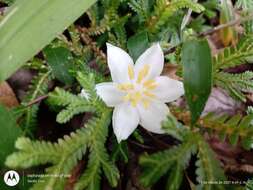 Image of Styrax glabrescens Benth.