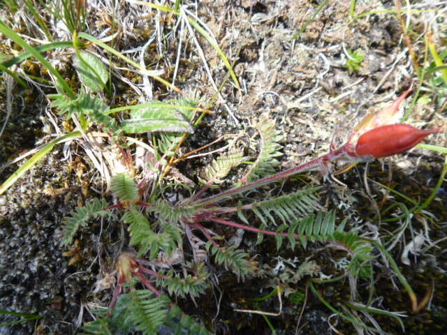 Image of Oxytropis anertii Nakai