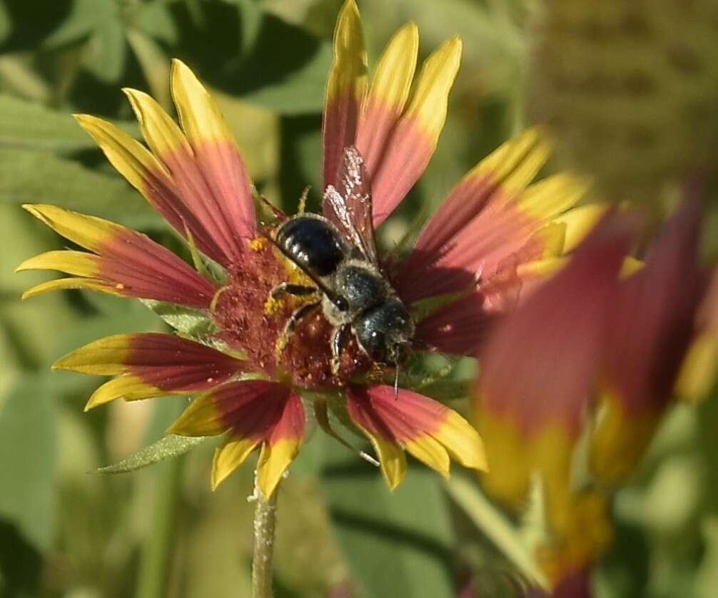 Osmia texana Cresson 1872的图像