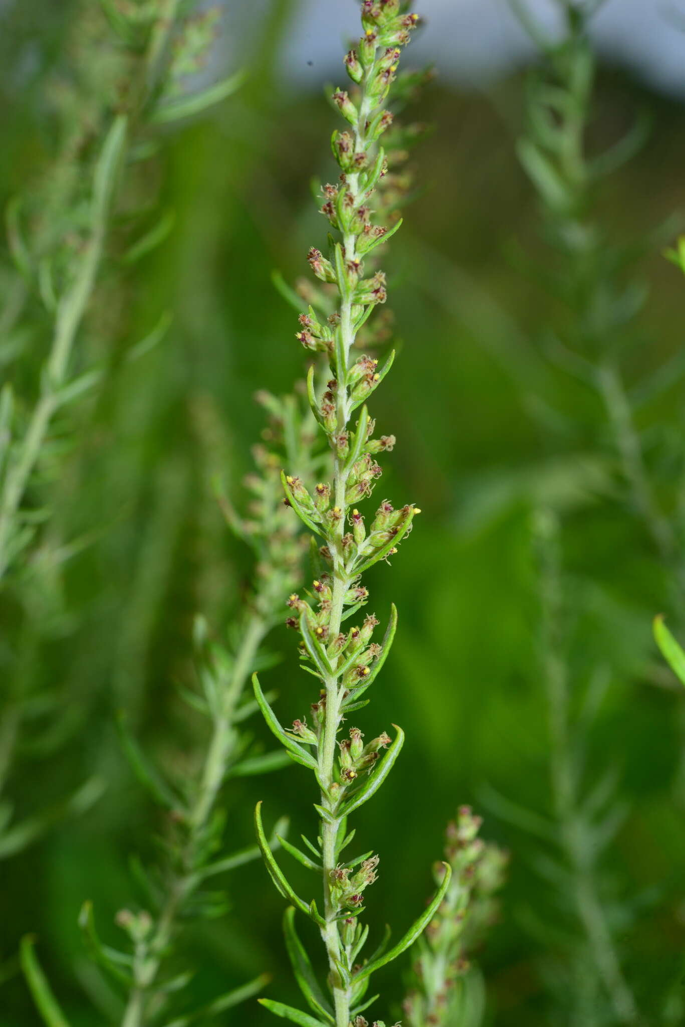 Image de Artemisia lancea Vaniot