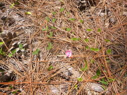 Слика од Strophostyles umbellata (Willd.) Britton