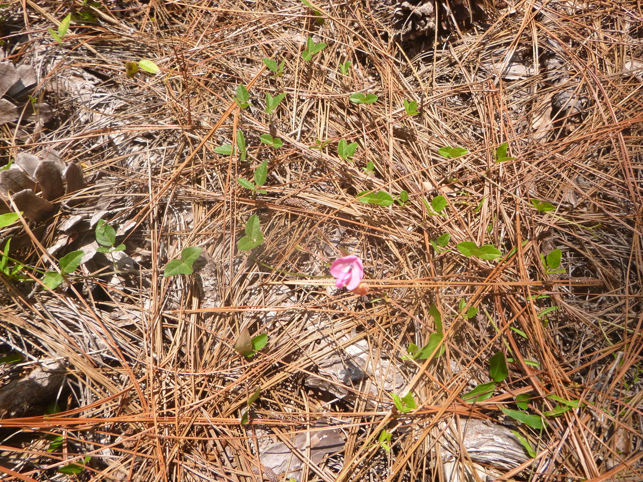 Image of pink fuzzybean