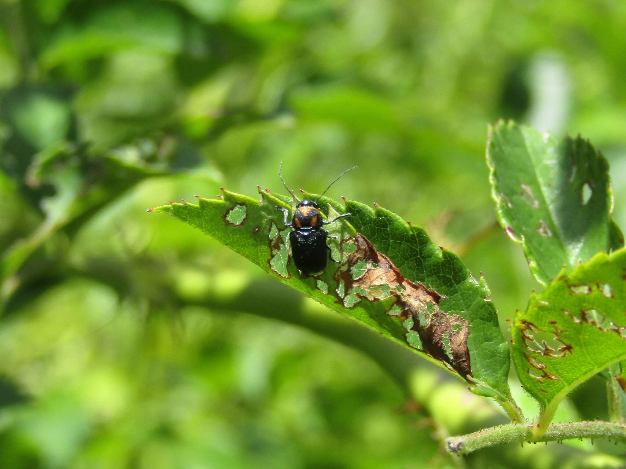 صورة Pachybrachis trinotatus (F. E. Melsheimer 1847)