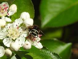 Слика од Eristalis cryptarum (Fabricius 1794)