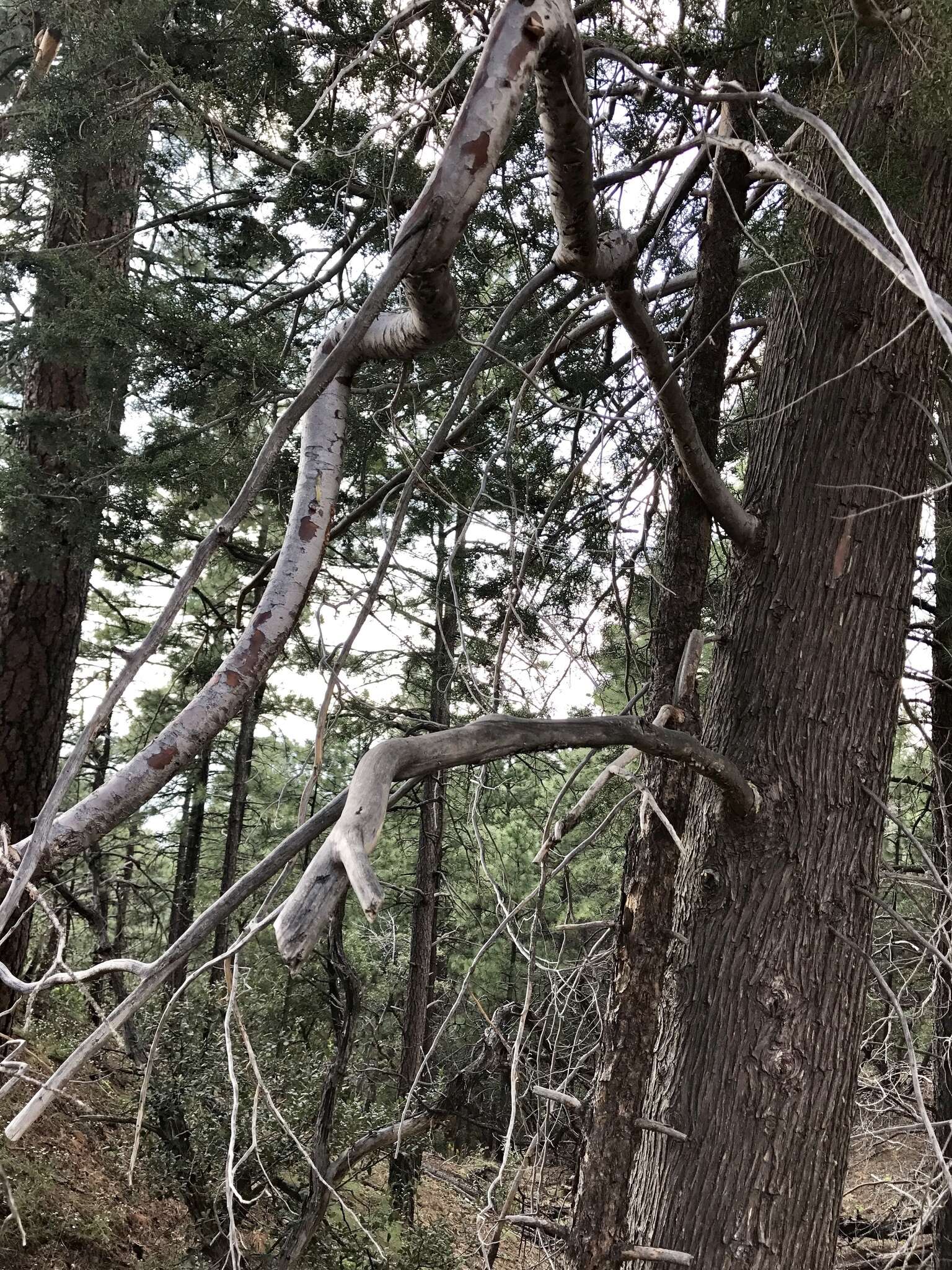 Image of Arizona Cypress