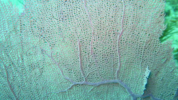 Image of Caribbean sea fan