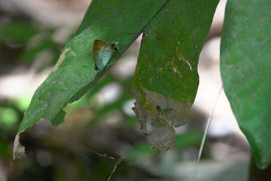 Image of Hypolycaena thecloides (Felder 1860)