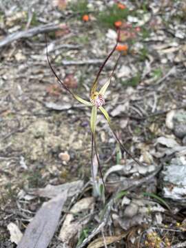 Image of Joseph's spider orchid