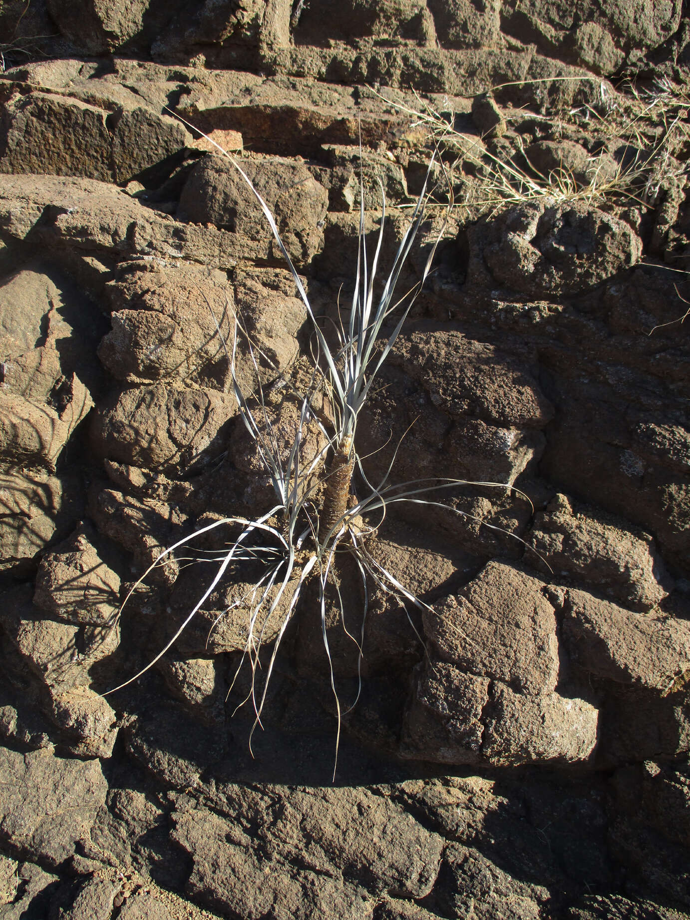 Image of Xerophyta hirtiflora Behnke & E. Hummel