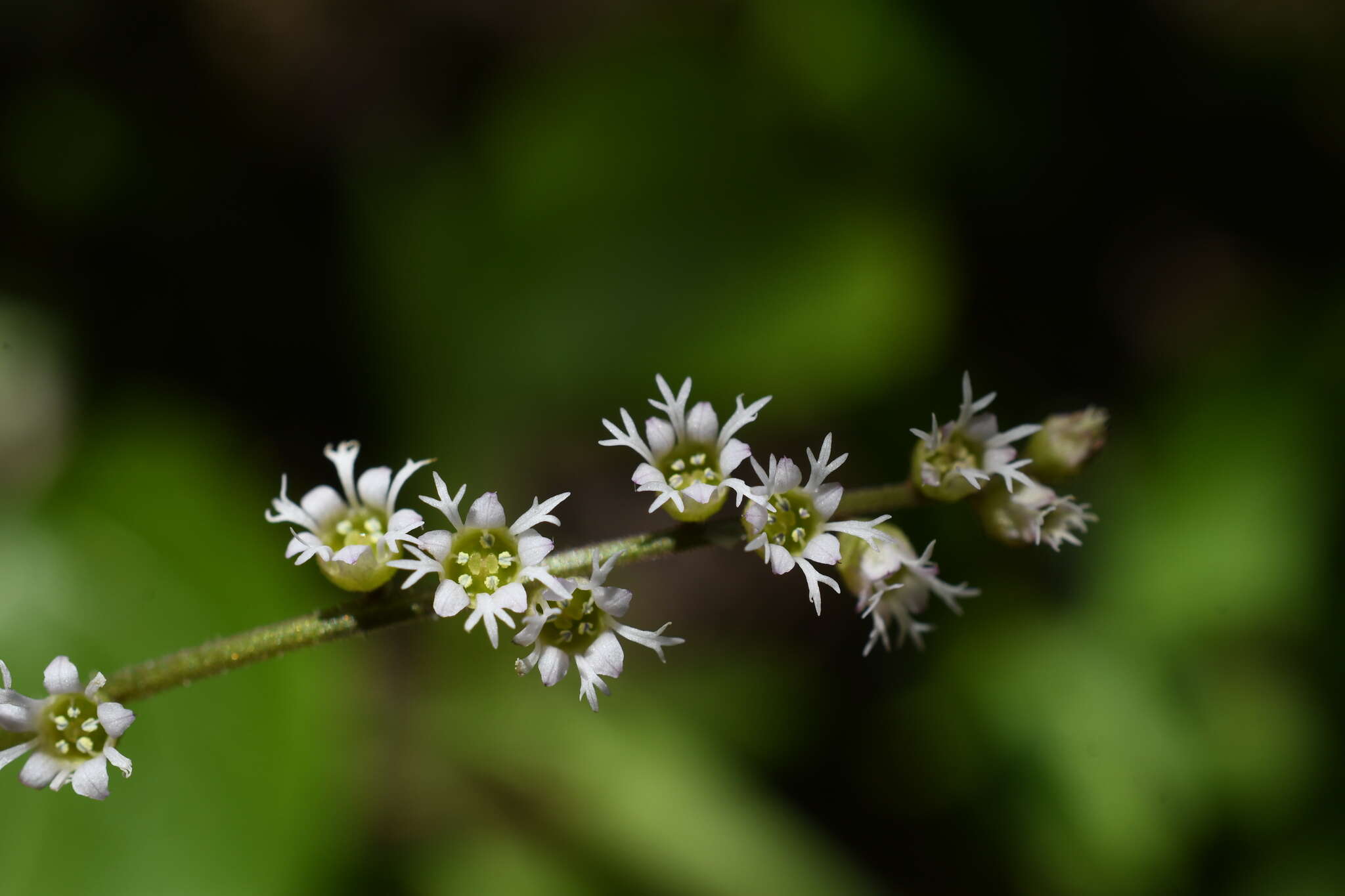 Image of threeparted miterwort