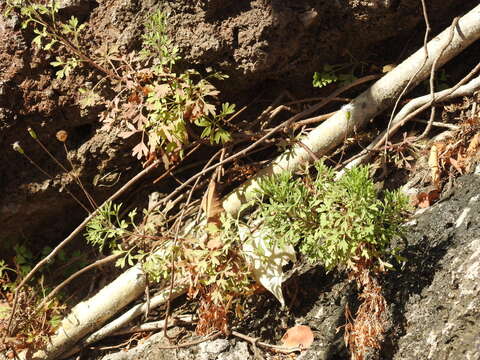 Image of Hofmeisteria urenifolia (Hook. & Arn.) Walp.