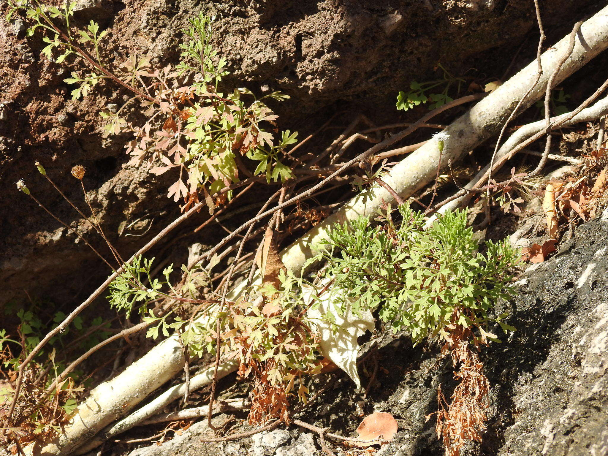 Hofmeisteria urenifolia (Hook. & Arn.) Walp.的圖片