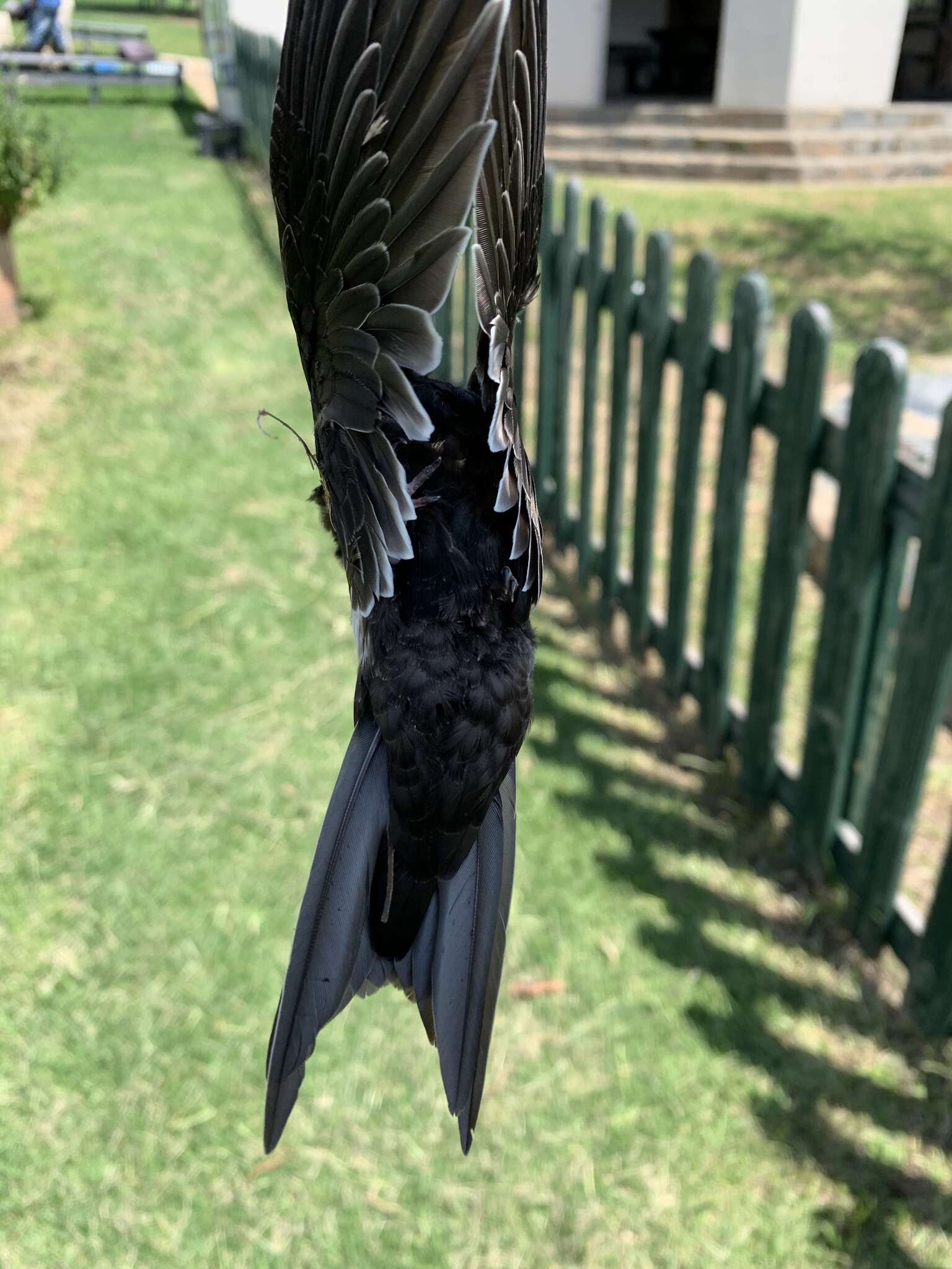 Image of African White-rumped Swift