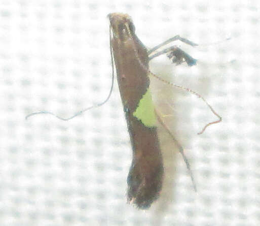 Image of Caloptilia isotoma (Meyrick 1914)