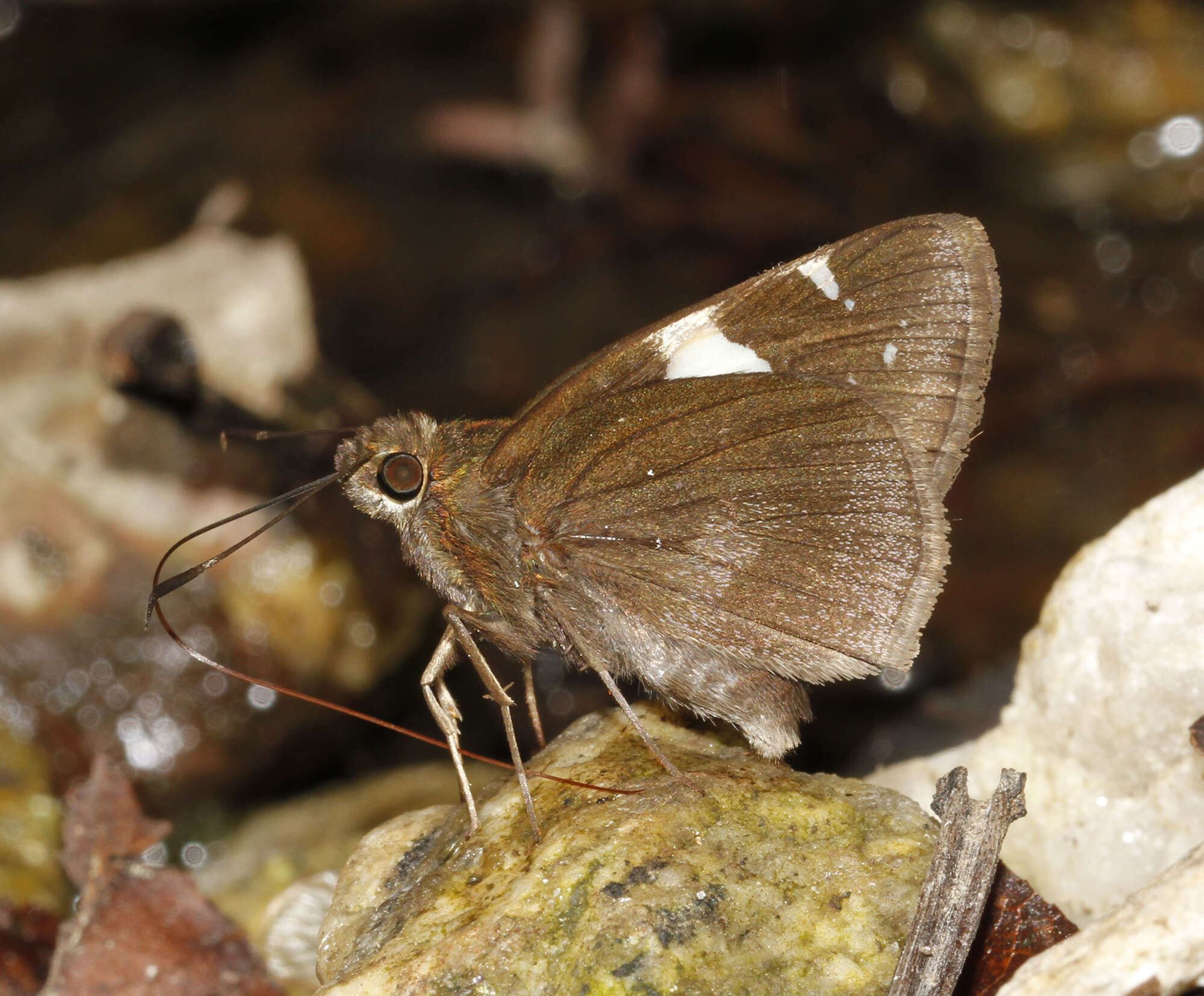 Image de Notocrypta feisthamelii alysos Moore 1865