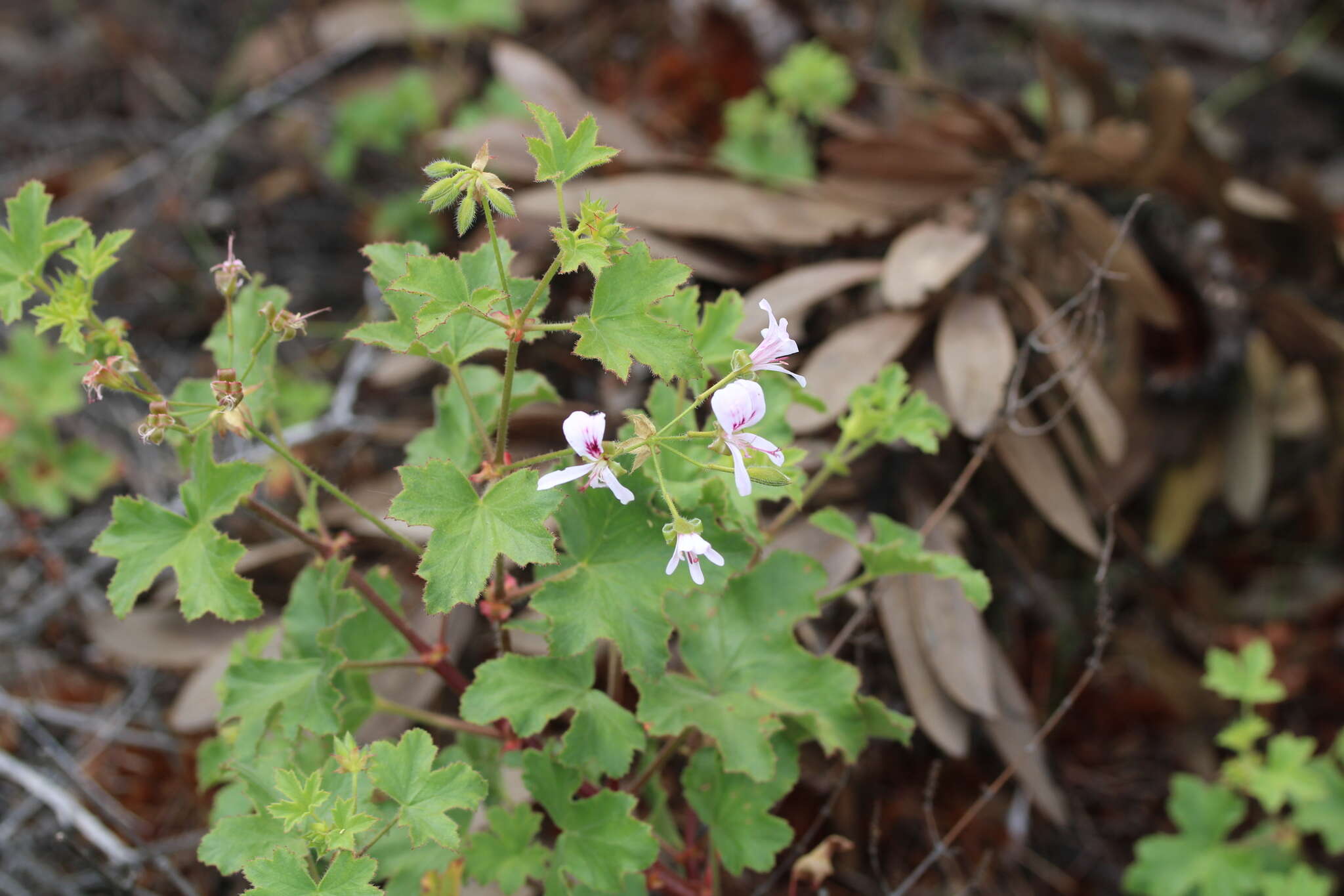 Image of Pelargonium sublignosum Knuth