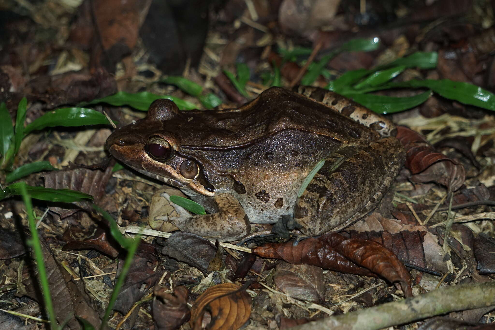 Image of Bolivian White-lipped Frog