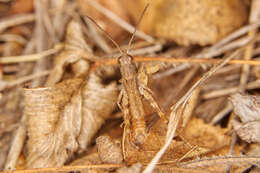 Image de Chorthippus (Glyptobothrus) dubius (Zubovski 1898)