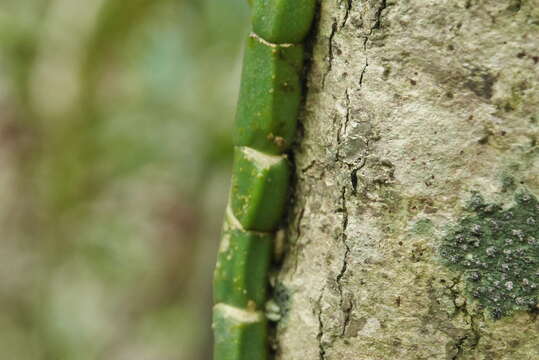 Image of Rhaphidophora hongkongensis Schott