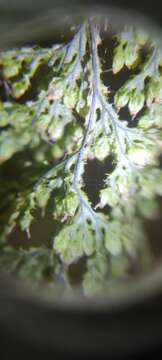 Image of Hymenophyllum tortuosum Hook. & Grev.