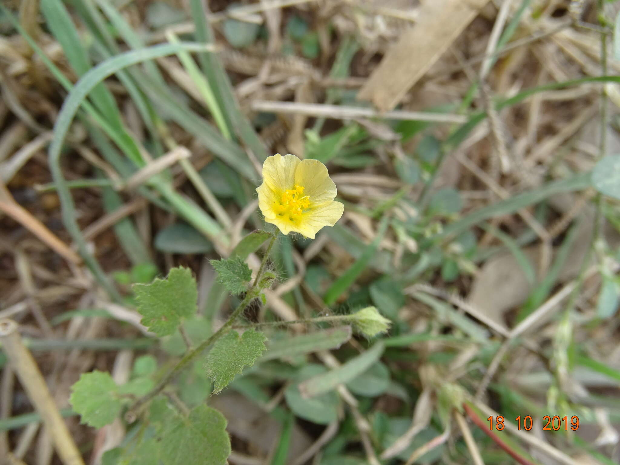 Plancia ëd Sida cordata (Burm. fil.) Borss. Waalk.