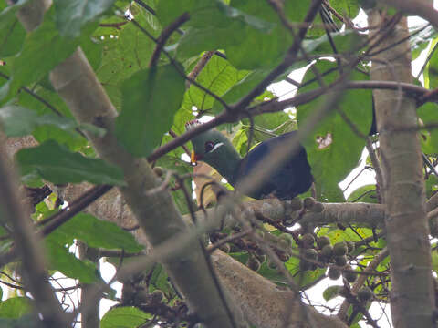 Image of Verreaux's Turaco