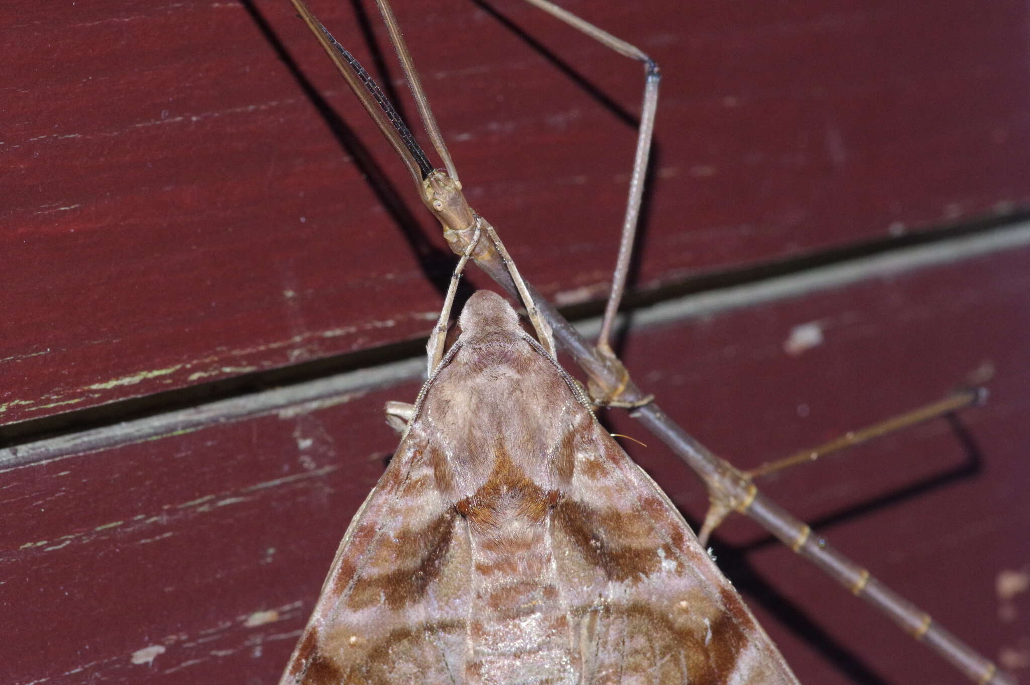 Image of Entoria miyakoensis Shiraki 1935