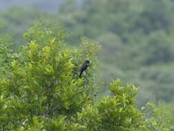 Image of Campephaga Vieillot 1816