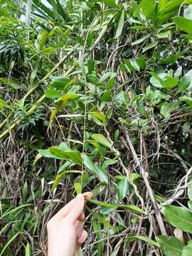 Image of Dypsis scandens J. Dransf.