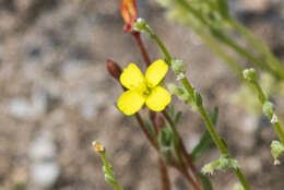 Image of sandysoil suncup