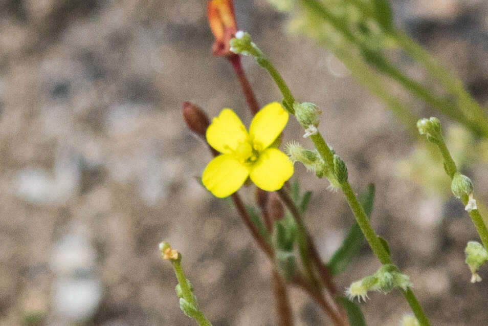 Image of sandysoil suncup