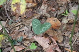 Image of Lewis' heartleaf