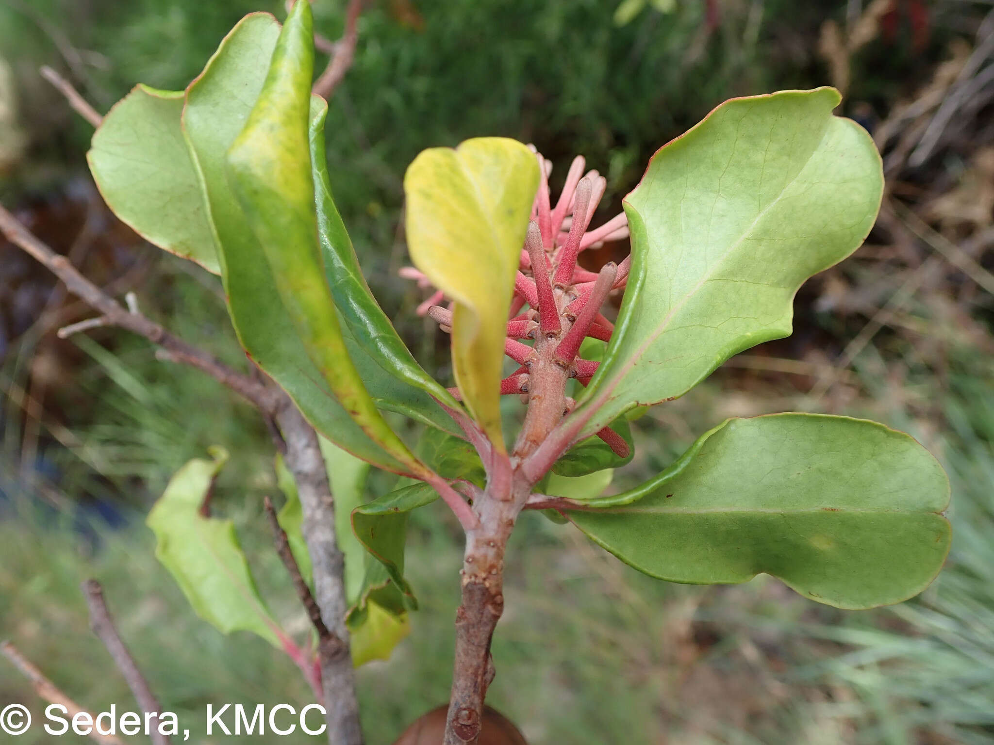 Imagem de Faurea forficuliflora Baker