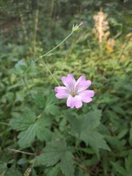 Image of Geranium gracile Ledeb. ex Nordm.