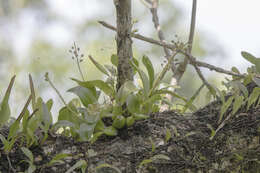 Image of Liparis grossa Rchb. fil.