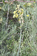 Image de Albuca fragrans Jacq.