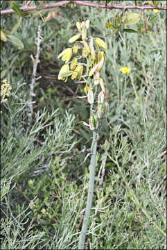 Image de Albuca fragrans Jacq.