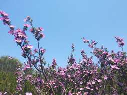 Sivun Leptospermum rotundifolium (Maiden & Betche) F. A. Rodway kuva