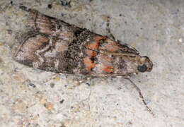 Image of Zimmerman Pine Moth